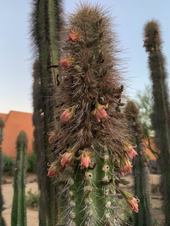 Sep 18 - Old Man cactus blooms